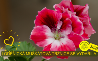 Střípky z Loděnické muškátové tržnice 2026: Když se láska k pelargoniím promění ve svátek