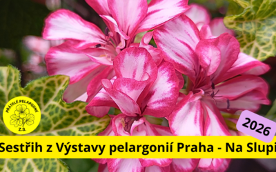 Výstava pelargonií v Praze Na slupi i přes horké počasí přilákala nadšence těchto květin
