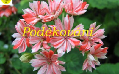 Poděkování